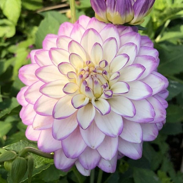 Dahlia Melody Dixie