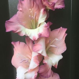 gladiolus smokey