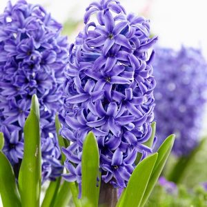 Prepared Hyacinths