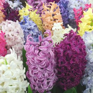 Garden Hyacinths