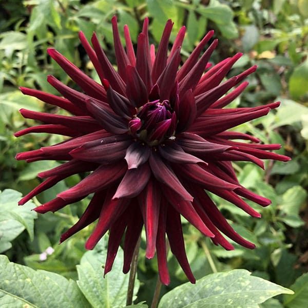 Dahlia Chat Noir