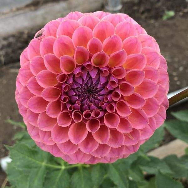 Dahlia Jowey Winnie