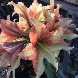 Amaryllis Magic Green