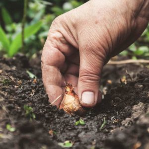 Miscellaneous Autumn Planting