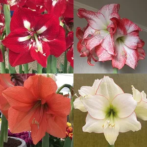 Amaryllis Collection