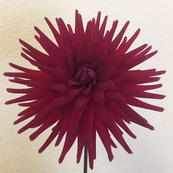 Dahlia Ambition