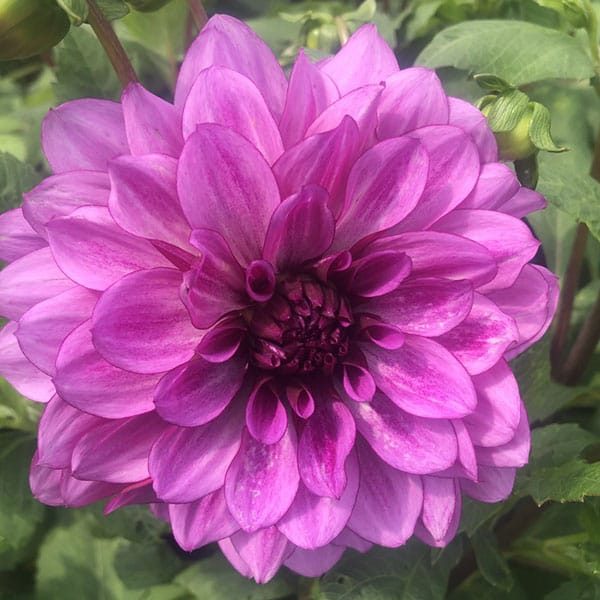 Dahlia Blue Bell