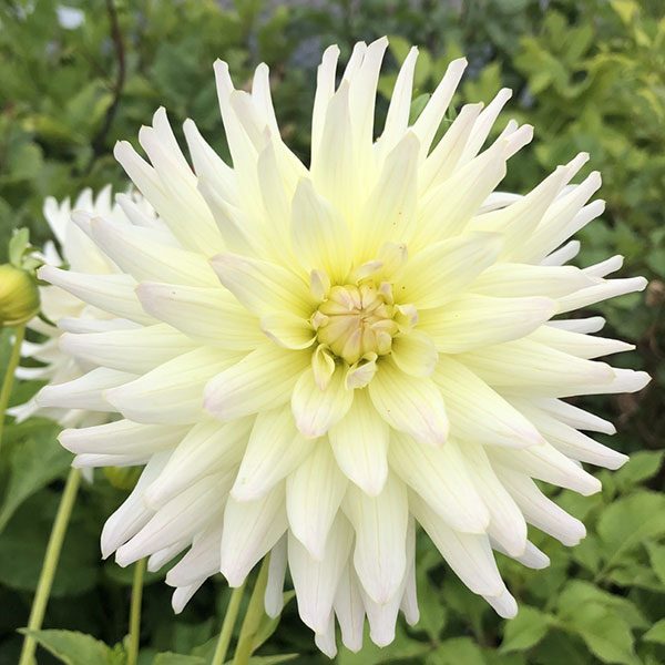 Dahlia Clearview Sarah