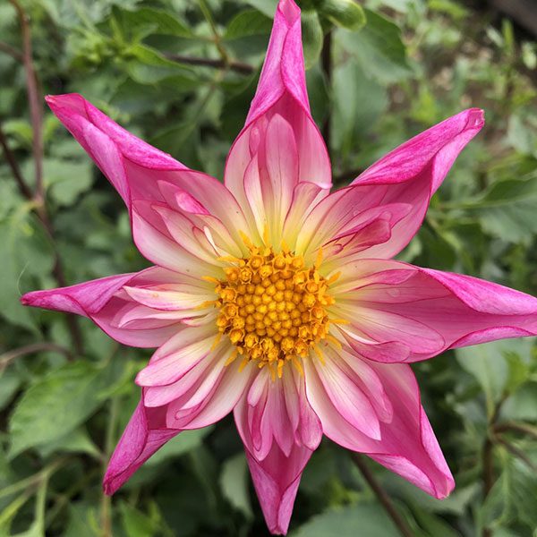 Dahlia Fancy Pants