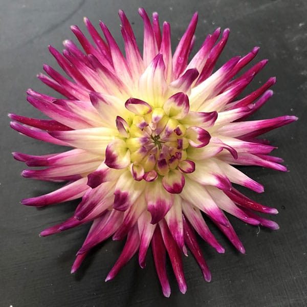 Dahlia Josudi Neptune