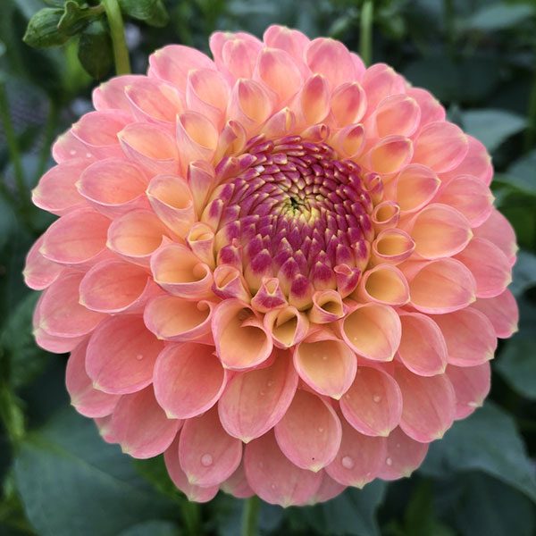 Dahlia Jowey Nicky