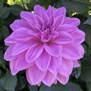 Dahlia Lilac Time