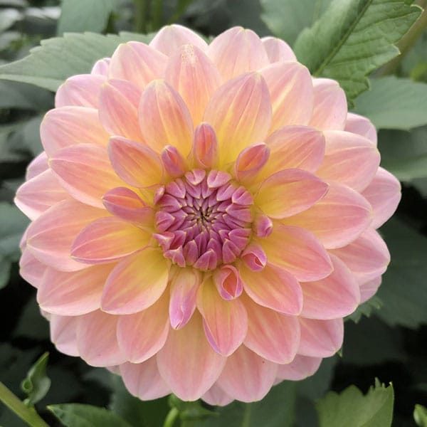 Dahlia Maya