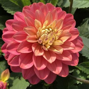 Dahlia Melody Allegro