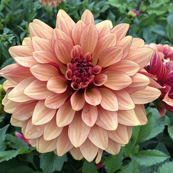 Dahlia Miss Brandy