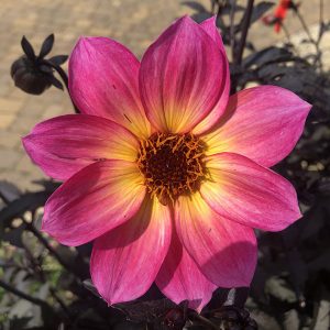 Dahlia Mystic Sparkler