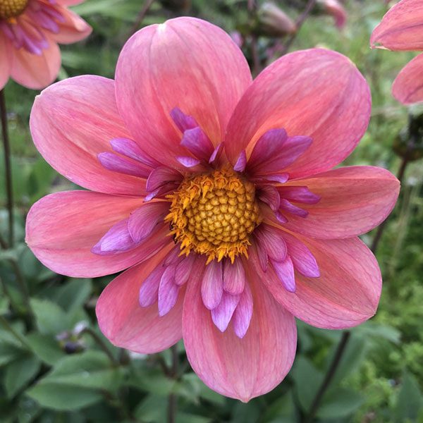 Dahlia Strawberry BobBon