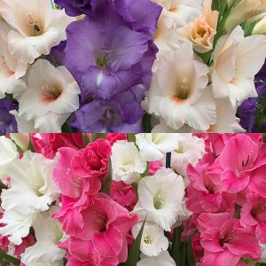 Gladiolus Cutting Collection