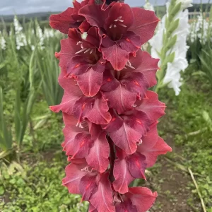 Closeup picture of gladiolus bacarra