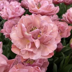 Tulip Beachberry