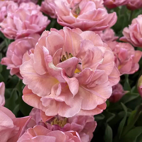 Tulip Beachberry