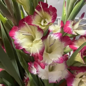 Closeup picture of Gladioli Apple Sherbert