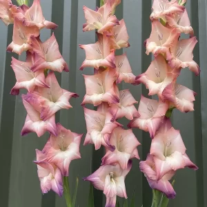 Closeup picture of gladiolus mohican