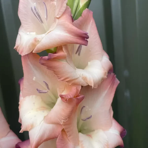 Closeup picture of gladiolus mohican