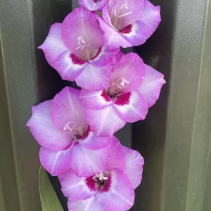 Closeup picture of gladiolus popping pink