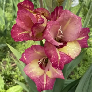 Closeup picture of gladiolus rhubarb and custard