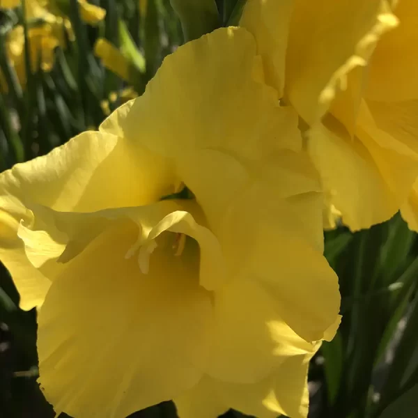 Closeup picture of gladiolus rue de Soleil