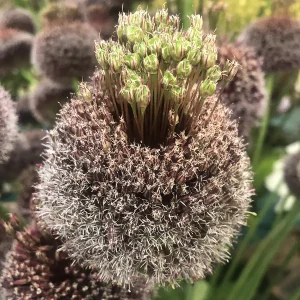 closeup of forelock allium flower head