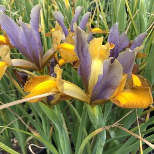 Dutch Iris 'Bronze Perfection