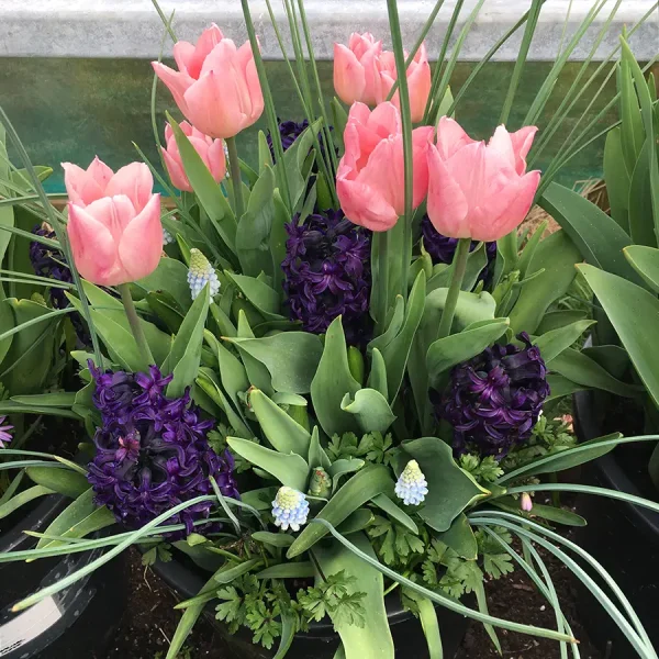 Spring Flowering Bulb Lasagna Workshops 2025