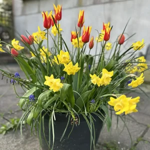 Spring Flowering Bulb Lasagna Workshops 2025