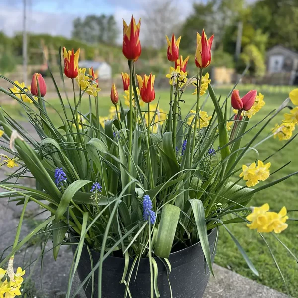 Spring Flowering Bulb Lasagna Workshops 2025