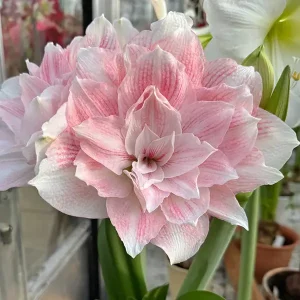 Amaryllis 'Candy Belle'