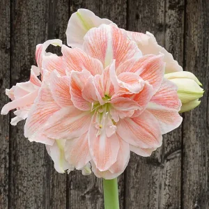 Amaryllis 'Sweet Amadeus'