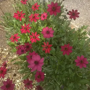 Cosmos Cherry Chocolate deep red flowers