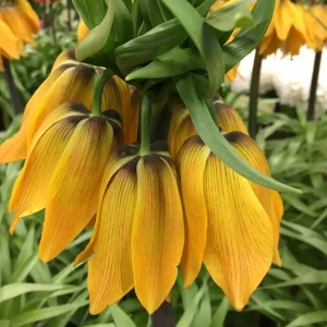 Fritillaria