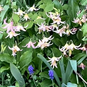 Erythronium