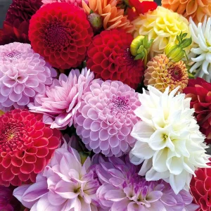 Dahlia