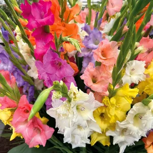 Gladioli